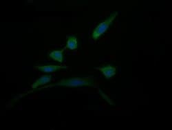 Invitrogen DDT Monoclonal Antibody (OTI3A11) 100 &mu;L; Unconjugated:Antibodies,