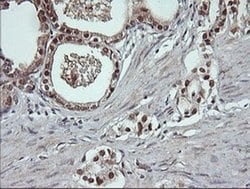 Invitrogen DDT Monoclonal Antibody (OTI3A11) 100 &mu;L; Unconjugated:Antibodies,
