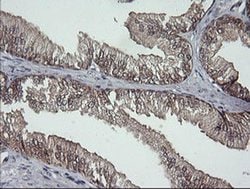 Invitrogen DDT Monoclonal Antibody (OTI3A11) 100 &mu;L; Unconjugated:Antibodies,