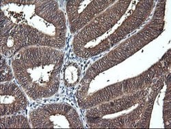 Invitrogen DDT Monoclonal Antibody (OTI1H3) 100 &mu;L; Unconjugated:Antibodies,