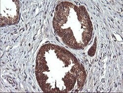 Invitrogen DDT Monoclonal Antibody (OTI1H3) 100 &mu;L; Unconjugated:Antibodies,