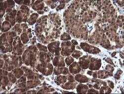 Invitrogen DDT Monoclonal Antibody (OTI1H3) 100 &mu;L; Unconjugated:Antibodies,