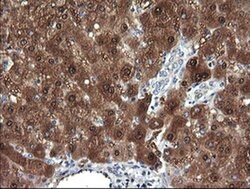 Invitrogen DDT Monoclonal Antibody (OTI1H3) 100 &mu;L; Unconjugated:Antibodies,