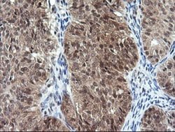 Invitrogen DDT Monoclonal Antibody (OTI1H3) 100 &mu;L; Unconjugated:Antibodies,