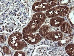 Invitrogen DDT Monoclonal Antibody (OTI1H3) 100 &mu;L; Unconjugated:Antibodies,