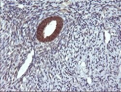 Invitrogen DDT Monoclonal Antibody (OTI1H3) 100 &mu;L; Unconjugated:Antibodies,