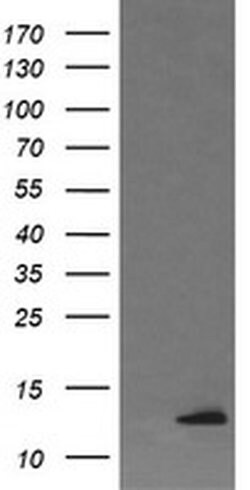 Invitrogen DDT Monoclonal Antibody (OTI1H3) 100 &mu;L; Unconjugated:Antibodies,