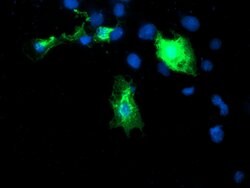 Invitrogen DIXDC1 Monoclonal Antibody (OTI1B3) 100 &mu;L; Unconjugated:Antibodies,