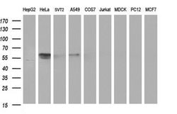 Invitrogen DIXDC1 Monoclonal Antibody (OTI1B3) 100 &mu;L; Unconjugated:Antibodies,