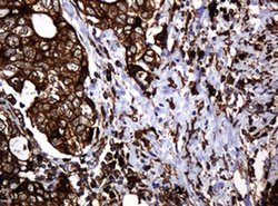 Invitrogen POGK Monoclonal Antibody (OTI6D5) 100 &mu;L; Unconjugated:Antibodies,