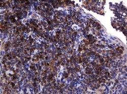 Invitrogen POGK Monoclonal Antibody (OTI6D5) 100 &mu;L; Unconjugated:Antibodies,