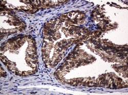 Invitrogen POGK Monoclonal Antibody (OTI6D5) 100 &mu;L; Unconjugated:Antibodies,