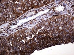 Invitrogen POGK Monoclonal Antibody (OTI6D5) 100 &mu;L; Unconjugated:Antibodies,