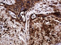 Invitrogen POGK Monoclonal Antibody (OTI6D5) 100 &mu;L; Unconjugated:Antibodies,