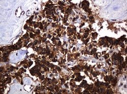 Invitrogen POGK Monoclonal Antibody (OTI6D5) 100 &mu;L; Unconjugated:Antibodies,