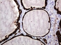 Invitrogen POGK Monoclonal Antibody (OTI6D5) 100 &mu;L; Unconjugated:Antibodies,