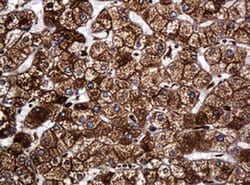 Invitrogen POGK Monoclonal Antibody (OTI6D5) 100 &mu;L; Unconjugated:Antibodies,