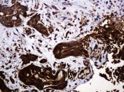 Invitrogen POGK Monoclonal Antibody (OTI6D5) 100 &mu;L; Unconjugated:Antibodies,