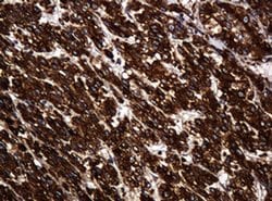 Invitrogen POGK Monoclonal Antibody (OTI6D5) 100 &mu;L; Unconjugated:Antibodies,