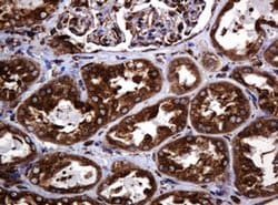Invitrogen POGK Monoclonal Antibody (OTI6D5) 100 &mu;L; Unconjugated:Antibodies,
