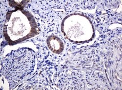 Invitrogen POGK Monoclonal Antibody (OTI6D5) 100 &mu;L; Unconjugated:Antibodies,