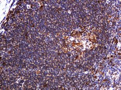 Invitrogen POGK Monoclonal Antibody (OTI6D5) 100 &mu;L; Unconjugated:Antibodies,