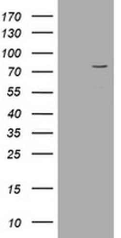 Invitrogen POGK Monoclonal Antibody (OTI6D5) 100 &mu;L; Unconjugated:Antibodies,