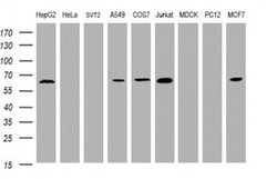 Invitrogen POGK Monoclonal Antibody (OTI6D5) 100 &mu;L; Unconjugated:Antibodies,
