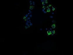 Invitrogen ROMO1 Monoclonal Antibody (OTI1G4) 100 &mu;L; Unconjugated:Antibodies,
