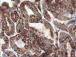 Invitrogen ROMO1 Monoclonal Antibody (OTI1G4) 100 &mu;L; Unconjugated:Antibodies,