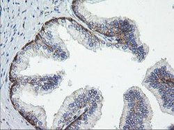 Invitrogen ROMO1 Monoclonal Antibody (OTI1G4) 100 &mu;L; Unconjugated:Antibodies,