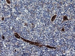 Invitrogen ROMO1 Monoclonal Antibody (OTI1G4) 100 &mu;L; Unconjugated:Antibodies,