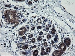 Invitrogen ROMO1 Monoclonal Antibody (OTI1G4) 100 &mu;L; Unconjugated:Antibodies,