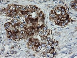 Invitrogen ROMO1 Monoclonal Antibody (OTI1G4) 100 &mu;L; Unconjugated:Antibodies,