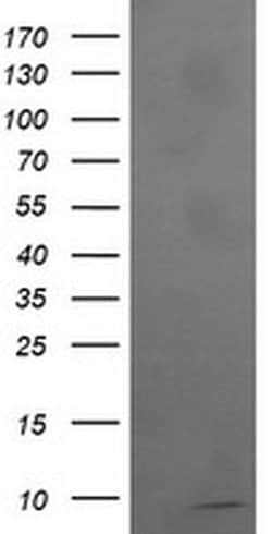 Invitrogen ROMO1 Monoclonal Antibody (OTI1G4) 100 &mu;L; Unconjugated:Antibodies,
