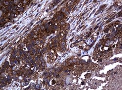 Invitrogen COG6 Monoclonal Antibody (OTI3C8) 100 &mu;L; Unconjugated:Antibodies,