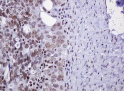 Invitrogen DCPS Monoclonal Antibody (OTI4H8) 100 &mu;L; Unconjugated:Antibodies,