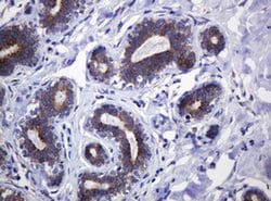 Invitrogen POGK Monoclonal Antibody (OTI3E2) 100 &mu;L; Unconjugated:Antibodies,