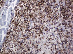Invitrogen POGK Monoclonal Antibody (OTI3E2) 100 &mu;L; Unconjugated:Antibodies,