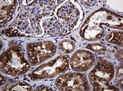 Invitrogen POGK Monoclonal Antibody (OTI3E2) 100 &mu;L; Unconjugated:Antibodies,