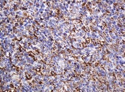 Invitrogen POGK Monoclonal Antibody (OTI3E2) 100 &mu;L; Unconjugated:Antibodies,