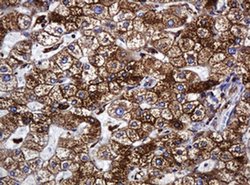 Invitrogen POGK Monoclonal Antibody (OTI3E2) 100 &mu;L; Unconjugated:Antibodies,