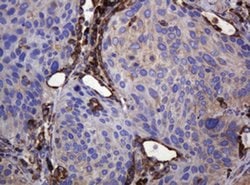Invitrogen POGK Monoclonal Antibody (OTI3E2) 100 &mu;L; Unconjugated:Antibodies,