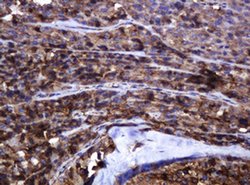 Invitrogen POGK Monoclonal Antibody (OTI3E2) 100 &mu;L; Unconjugated:Antibodies,