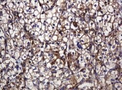 Invitrogen POGK Monoclonal Antibody (OTI3E2) 100 &mu;L; Unconjugated:Antibodies,
