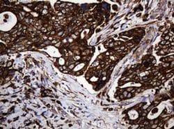Invitrogen POGK Monoclonal Antibody (OTI3E2) 100 &mu;L; Unconjugated:Antibodies,