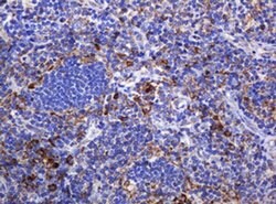 Invitrogen POGK Monoclonal Antibody (OTI3E2) 100 &mu;L; Unconjugated:Antibodies,