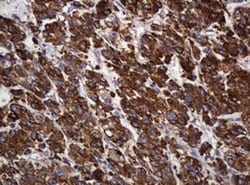 Invitrogen POGK Monoclonal Antibody (OTI3E2) 100 &mu;L; Unconjugated:Antibodies,