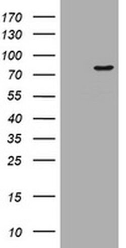 Invitrogen POGK Monoclonal Antibody (OTI3E2) 100 &mu;L; Unconjugated:Antibodies,