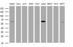 Invitrogen POGK Monoclonal Antibody (OTI3E2) 100 &mu;L; Unconjugated:Antibodies,